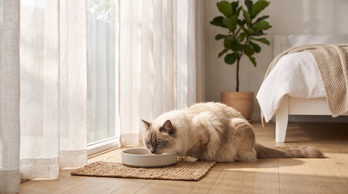 Best Cat Food in Singapore for Sensitive Stomachs: Vet-Trusted Picks for HDB Cats - Superpets Trading