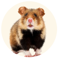 Small Pets (All stuff)