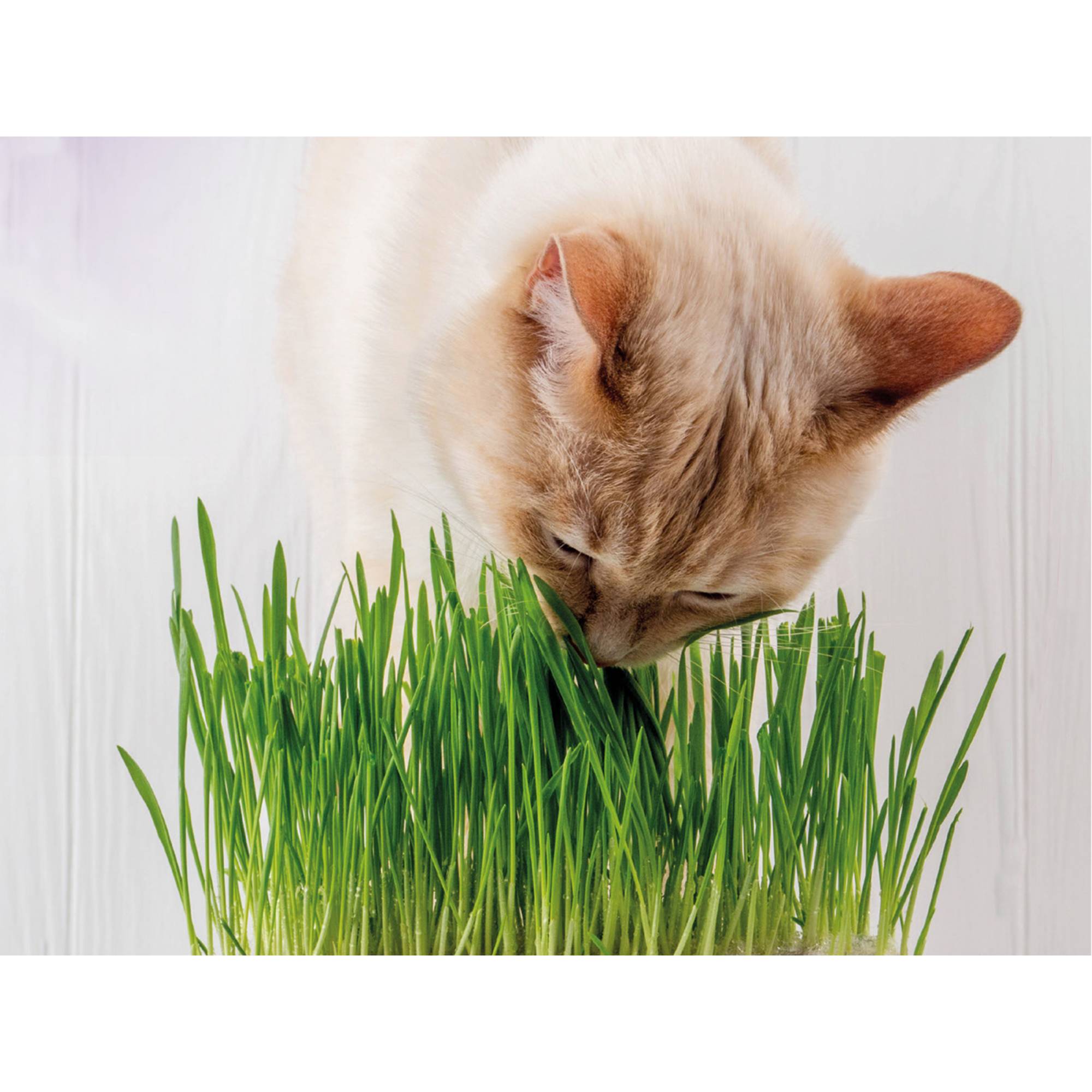 Vadigran Cat Grass 170g