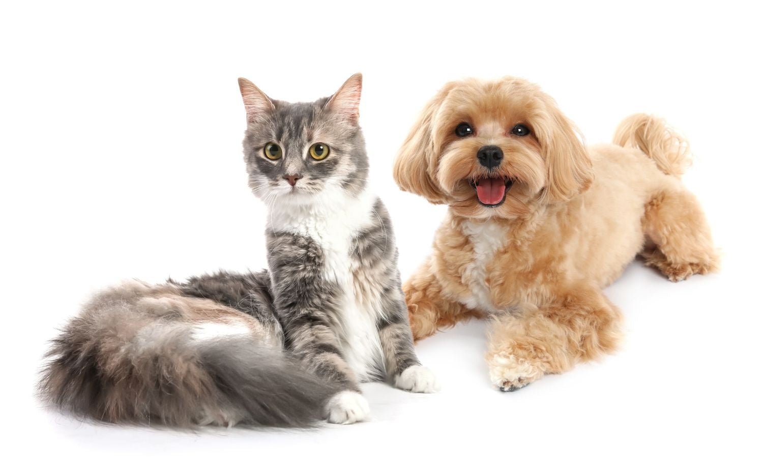 How Often Should You Groom Your Dog and  Cat in Singapore’s Humidity? - Superpets Trading