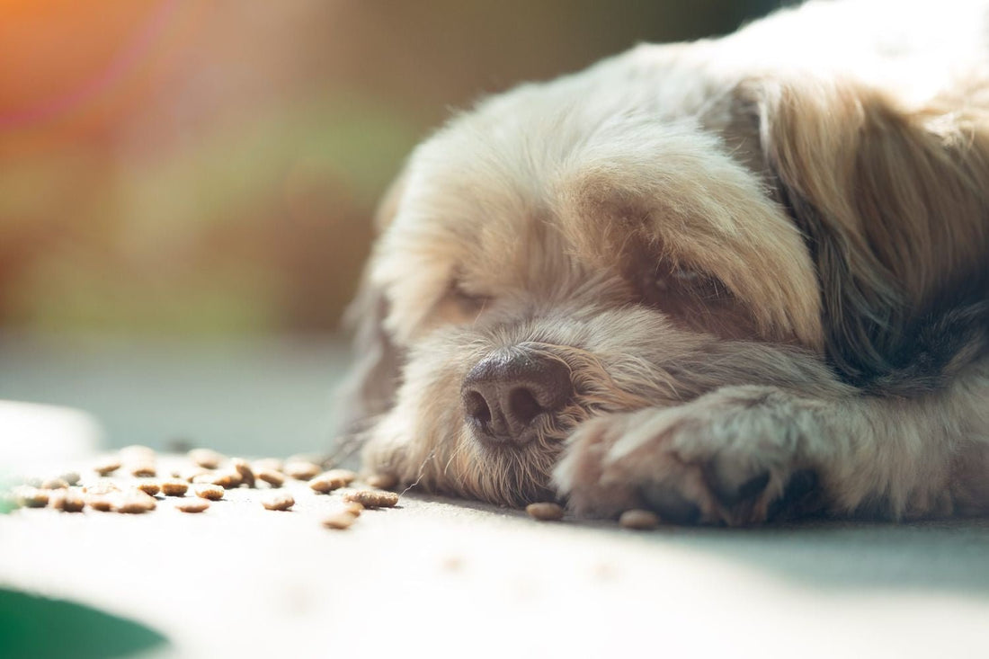 My Dog Won’t Eat: 5 Real Reasons and How to Fix It - Superpets Trading