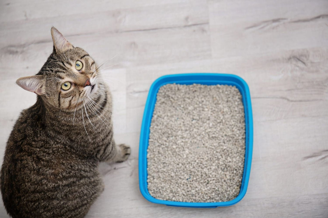 Tofu Litter vs Bentonite Cat Litter: Which One Suits HDB Living in Singapore? - Superpets Trading