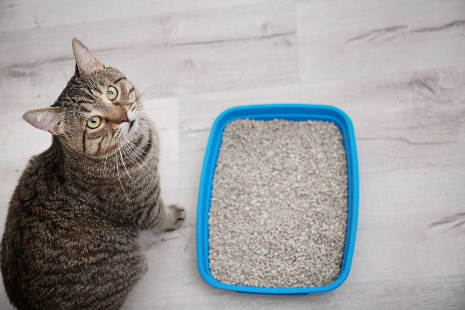 Tofu Litter vs Bentonite Cat Litter: Which One Suits HDB Living in Singapore? - Superpets Trading