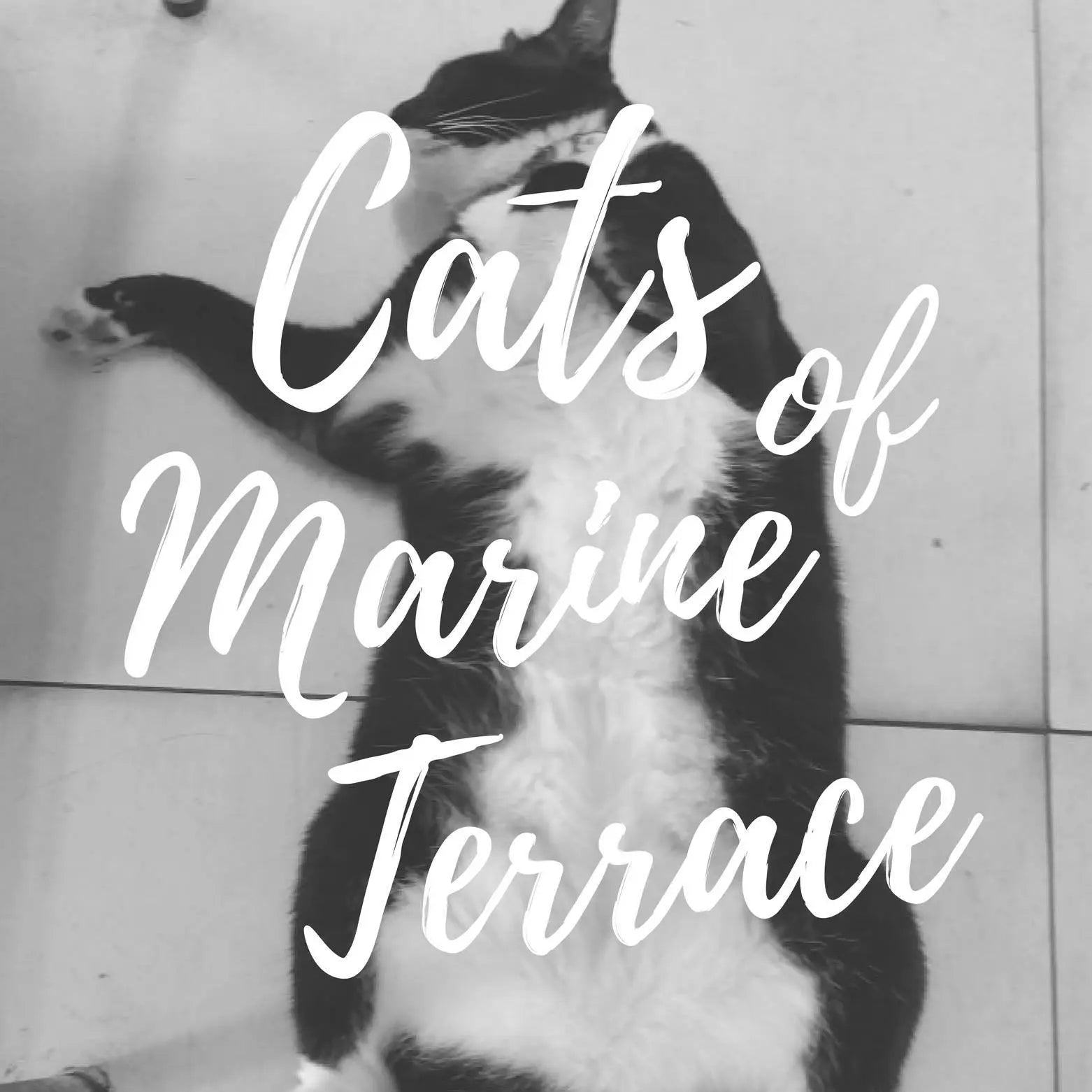Cats Of Marine Terrace