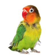 Birds - Superpets Trading