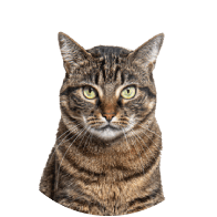 Cat Supplies - Superpets Trading