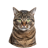Cat Supplies