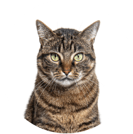 Cats Hygiene - Superpets Trading