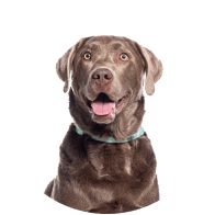 Dog Supplies - Superpets Trading