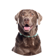 Dog Supplies