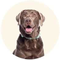 Dog Food
