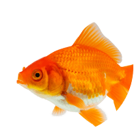 Fish & Terrapin - Superpets Trading