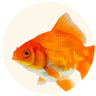 Fish & Terrapin