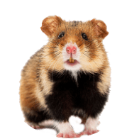 Small Pets (All stuff) - Superpets Trading