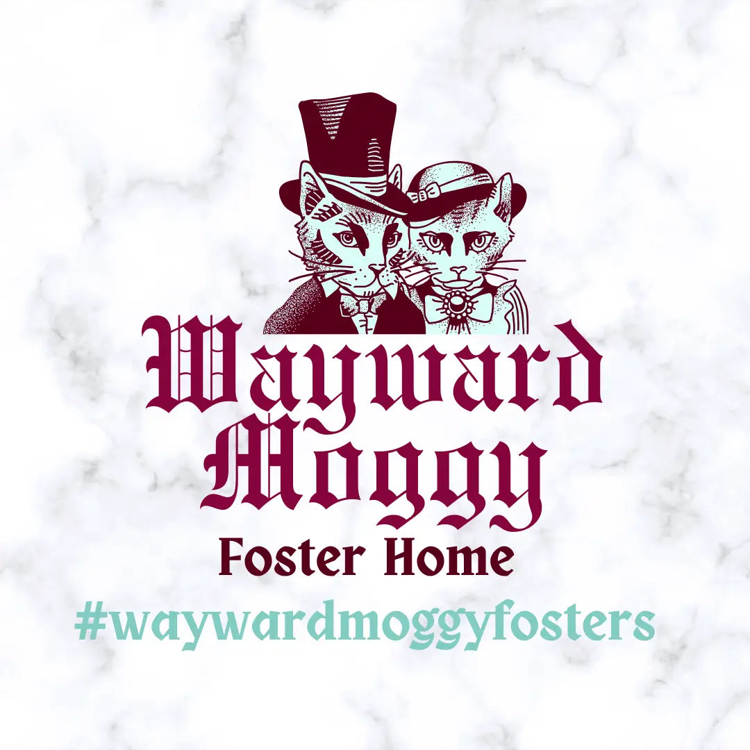 Wayward Moggy Foster Home