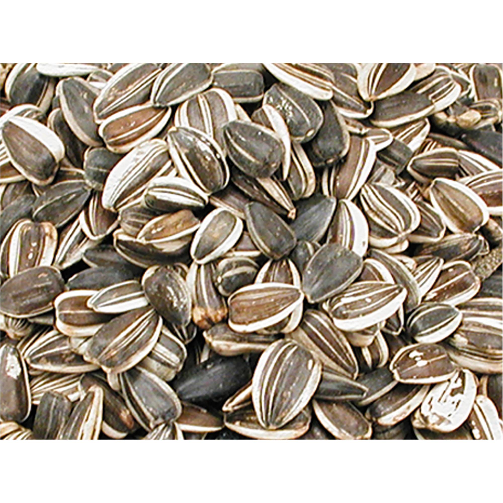 Repacked Sunflower Seed