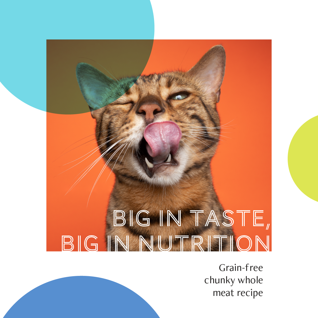 Daily Delight Jelly Skipjack Tuna with SweetCorn Cat Wet Food 80g x 24 (1 Carton)