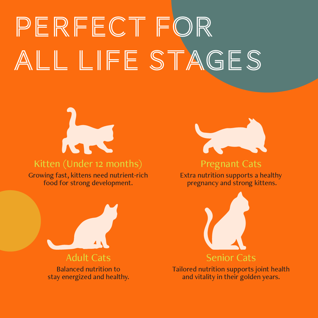 Daily Delight Jelly Skipjack Tuna with SweetCorn Cat Wet Food 80g x 24 (1 Carton)