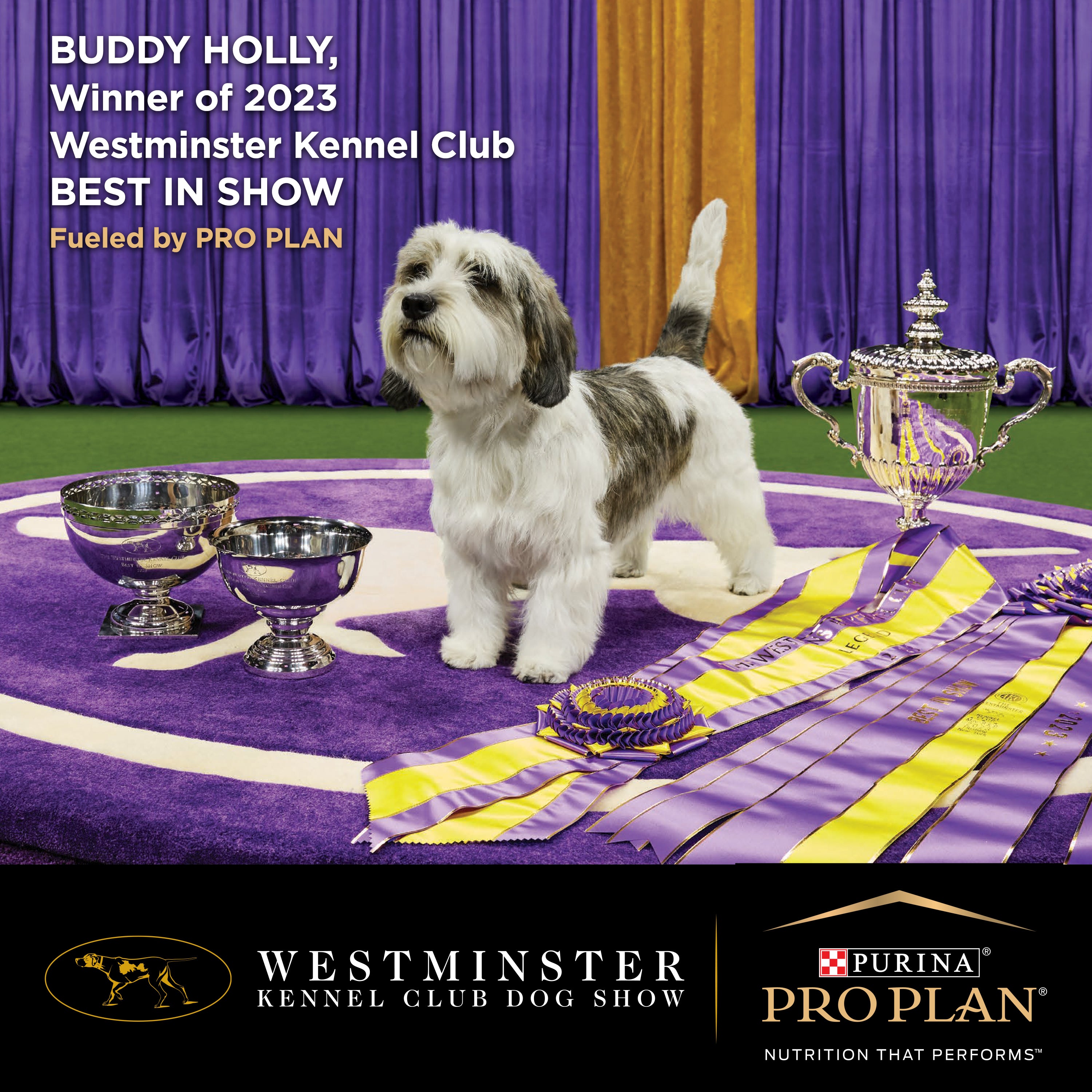 Pro Plan Dog Food Brightmind 7+ Senior (Chicken) 12kg