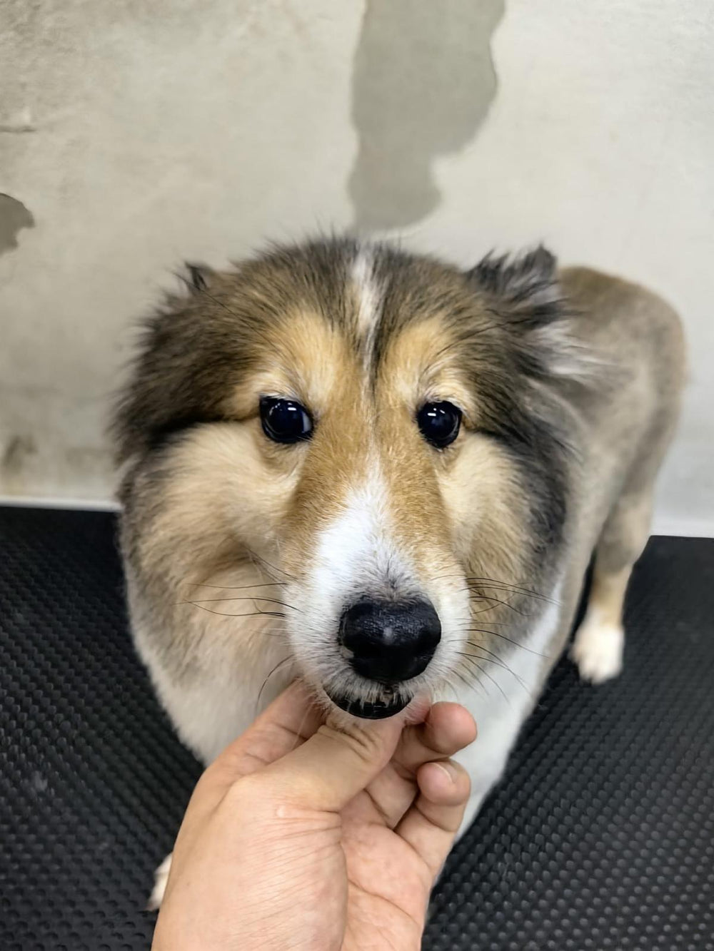 Superpets Trading