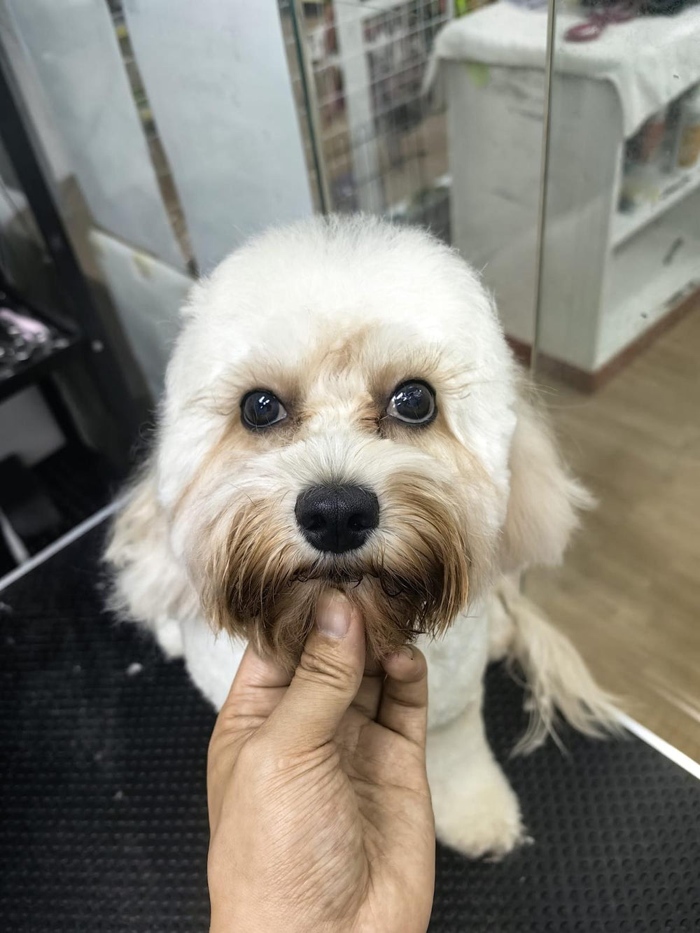Superpets Trading