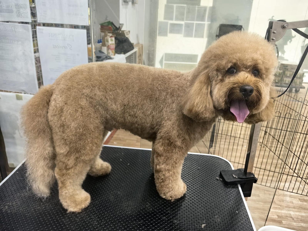 Superpets Trading