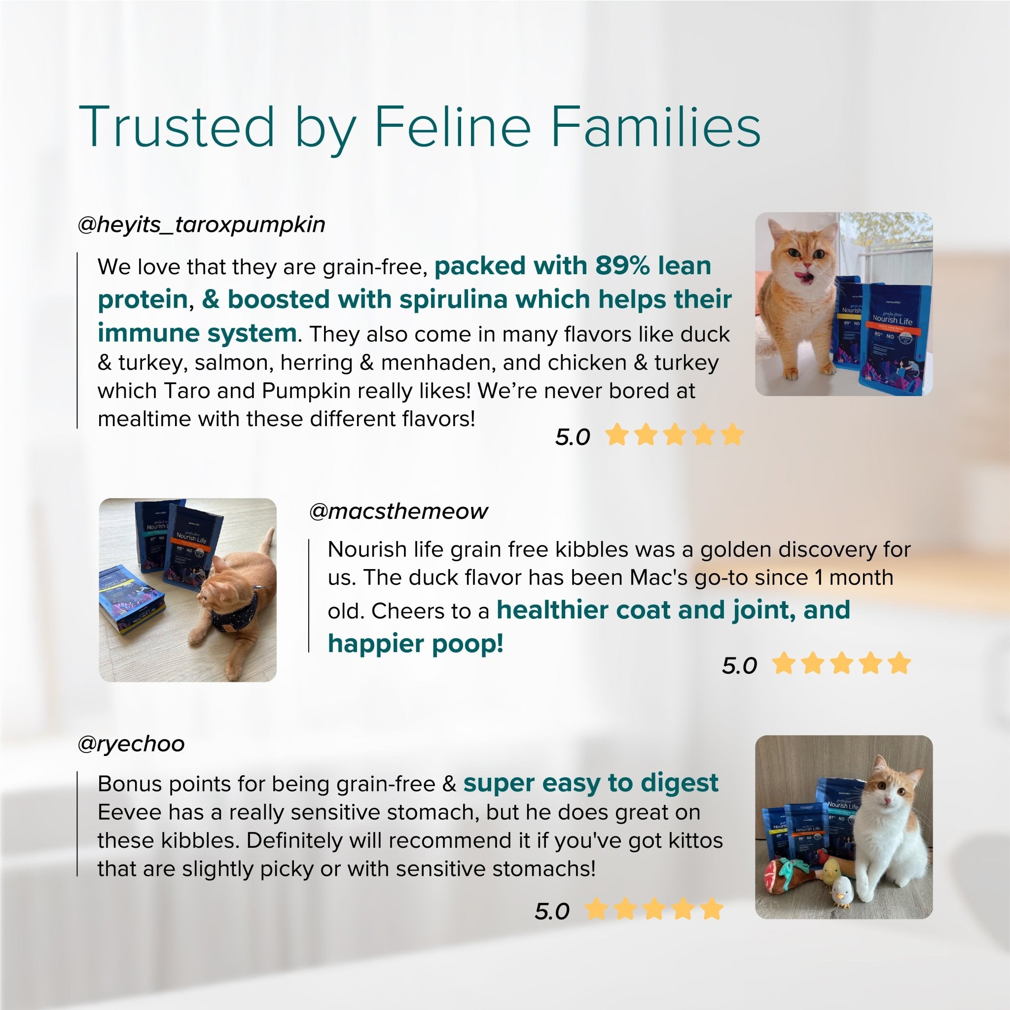 Nurture Pro Nourish Life Chicken & Turkey Recipe Grain-Free Kitten Dry Cat FoodCatsSuperpets Trading