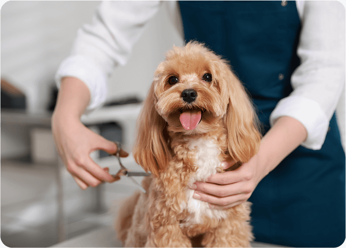 Superpets Trading