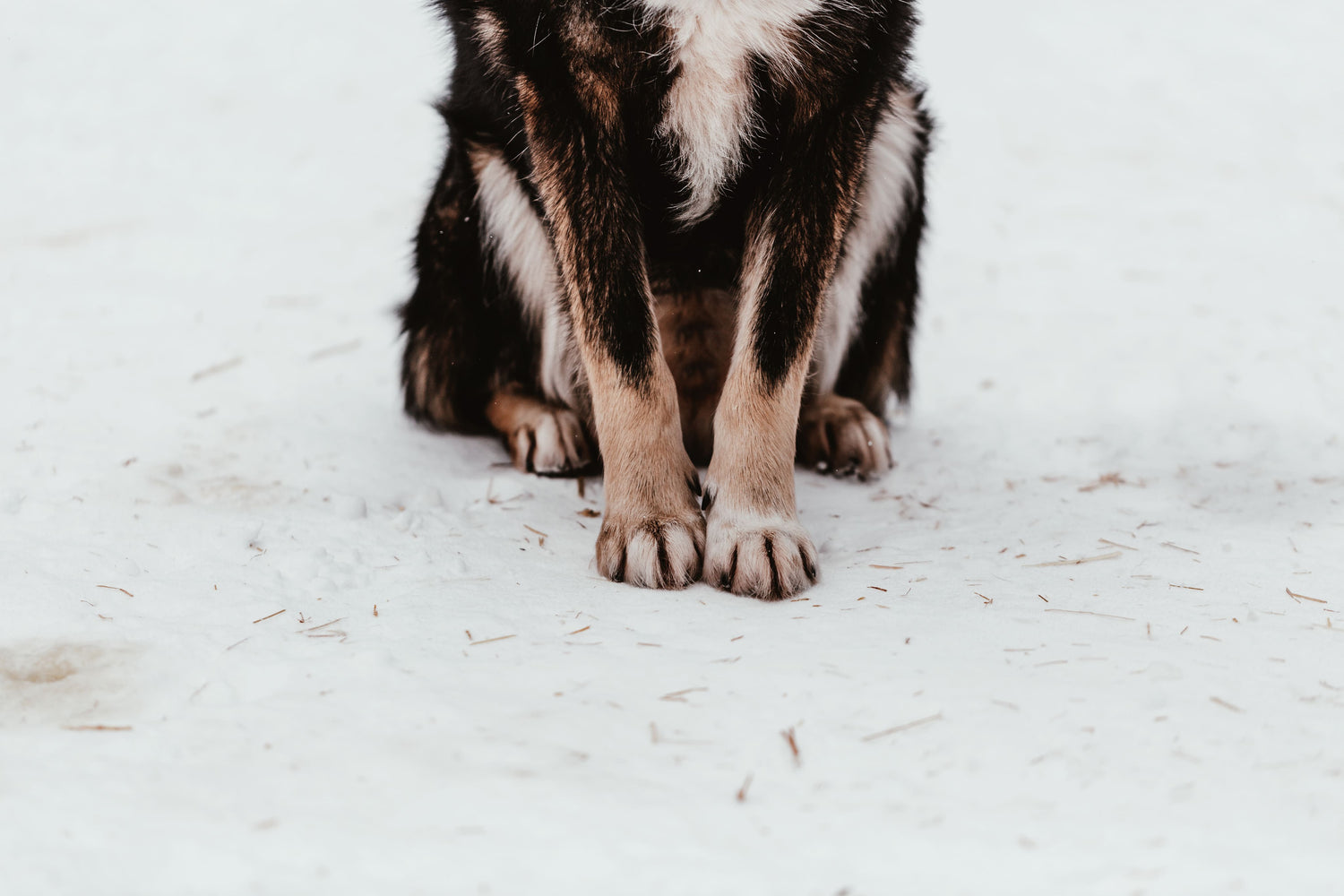 Superpets Trading